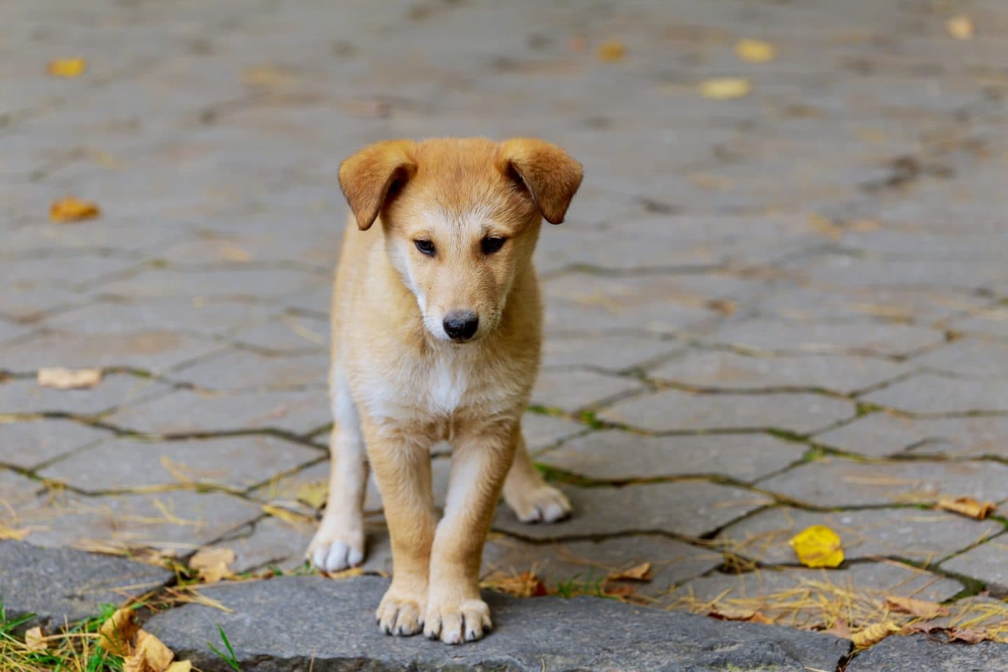 Maple, a fictional owner-assisted CritterLink demo pet